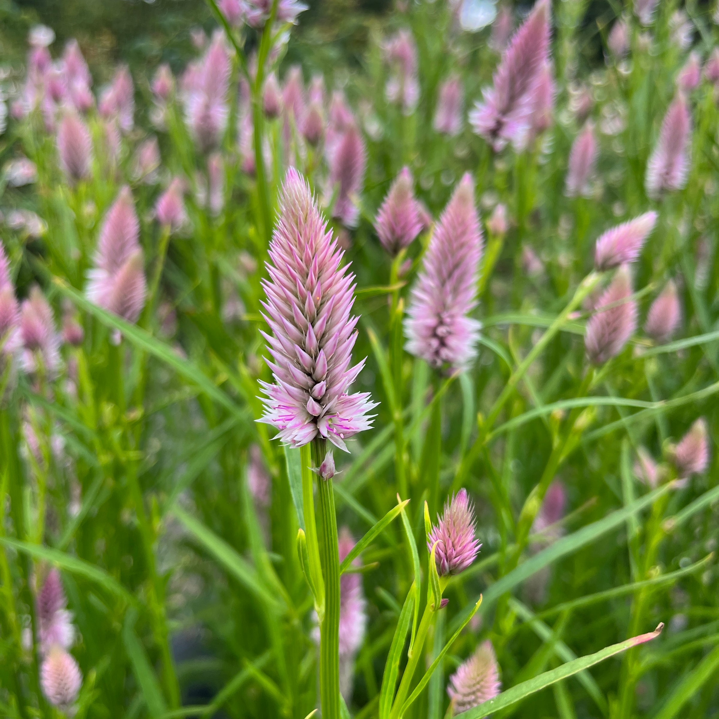 Puriri Lane | Flowers for Cutting