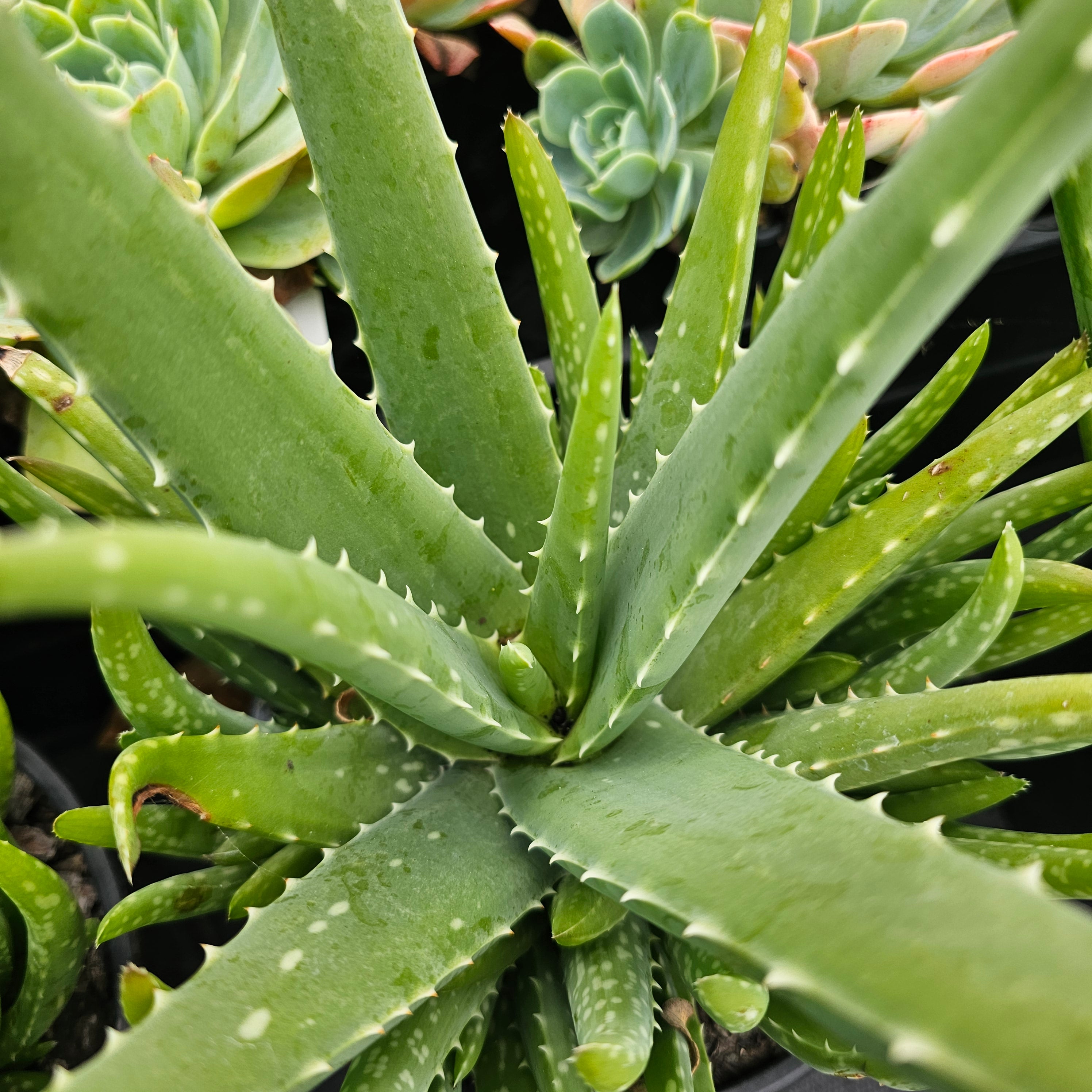 scientific name of aloe vera plant Aloe vera – Addenbrooke