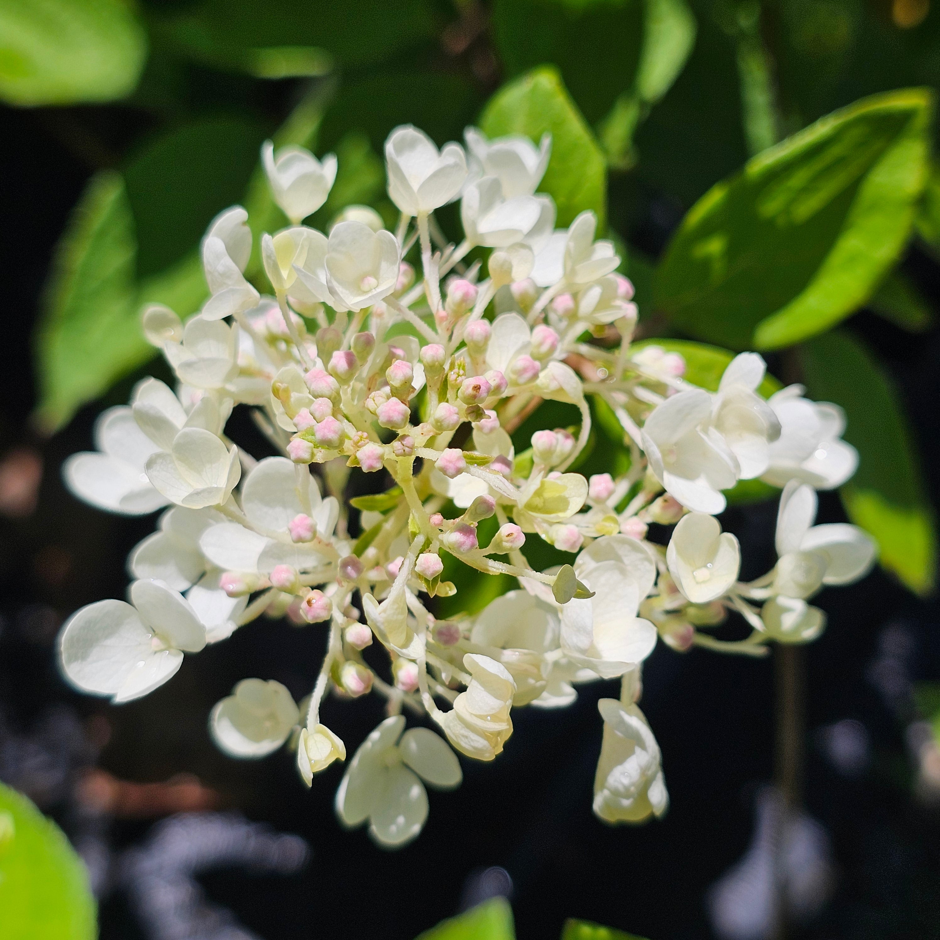 Hydrangea paniculata | Grandiflora – Addenbrooke