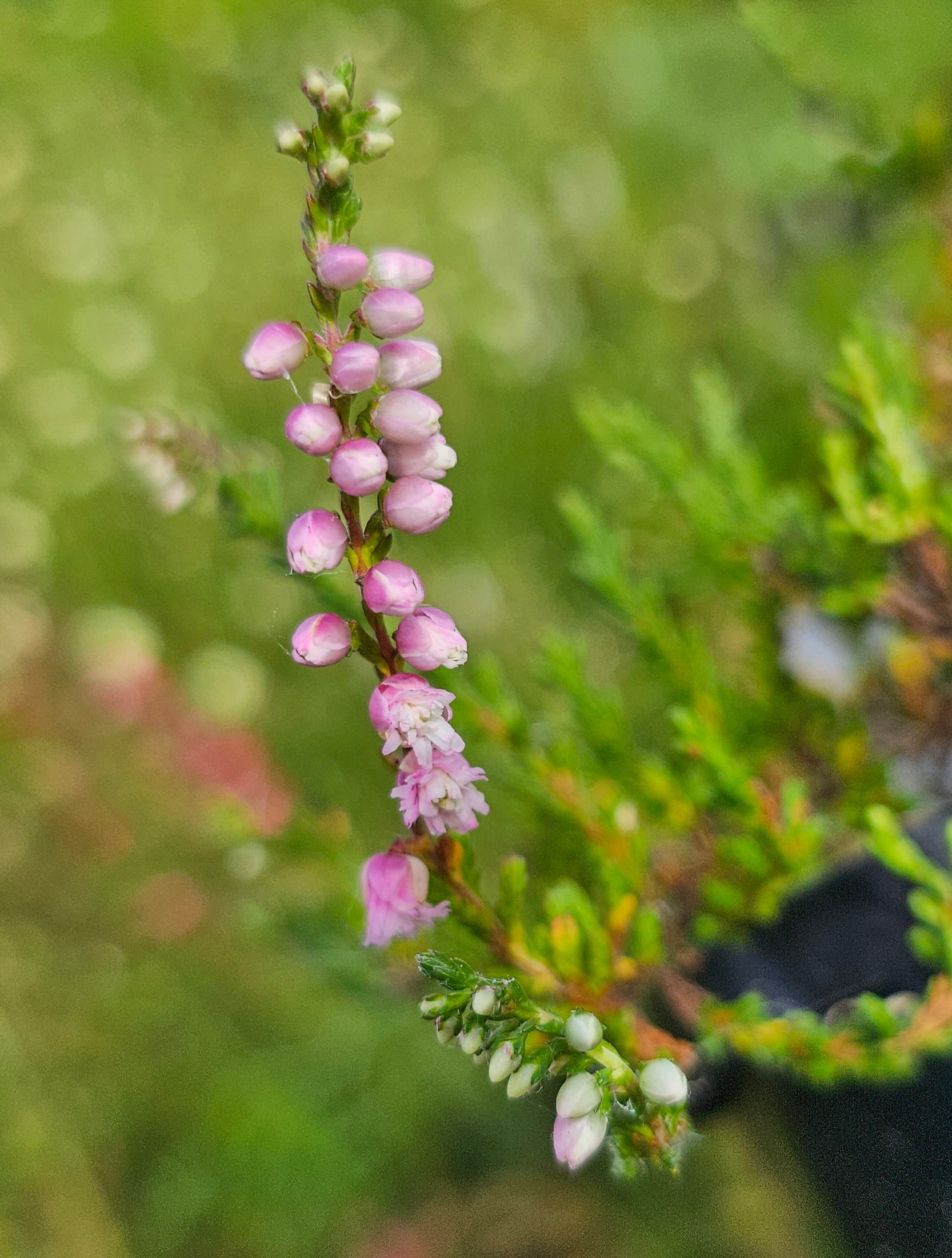 Calluna vulgaris | J.H Hamilton  Addenbrooke