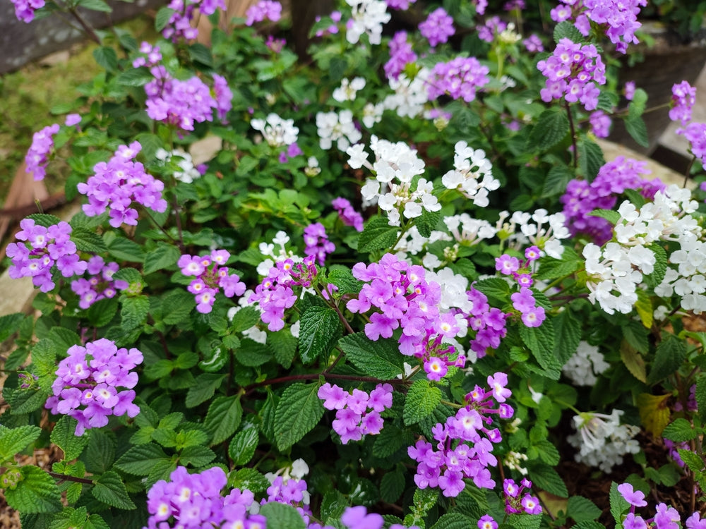 Lantana montevidensis