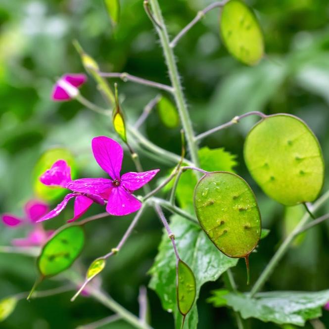 Lunaria annua