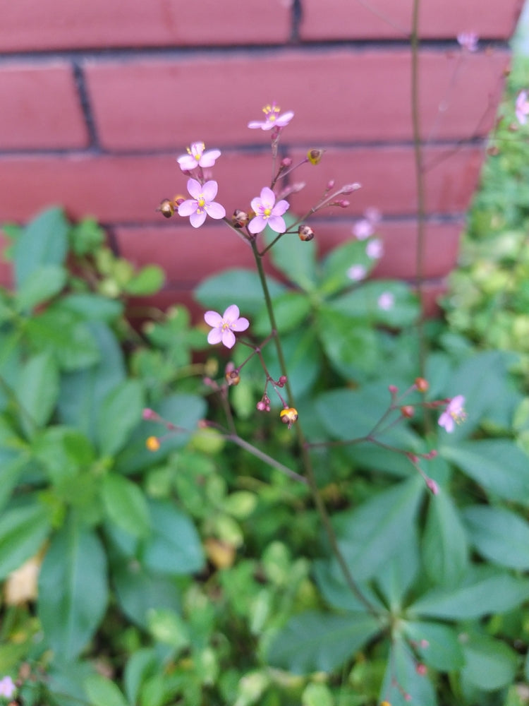 Talinum paniculatum