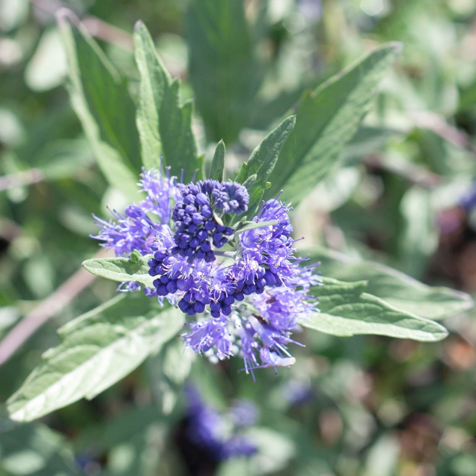Caryopteris x clandonensis | Dark Knight – Addenbrooke