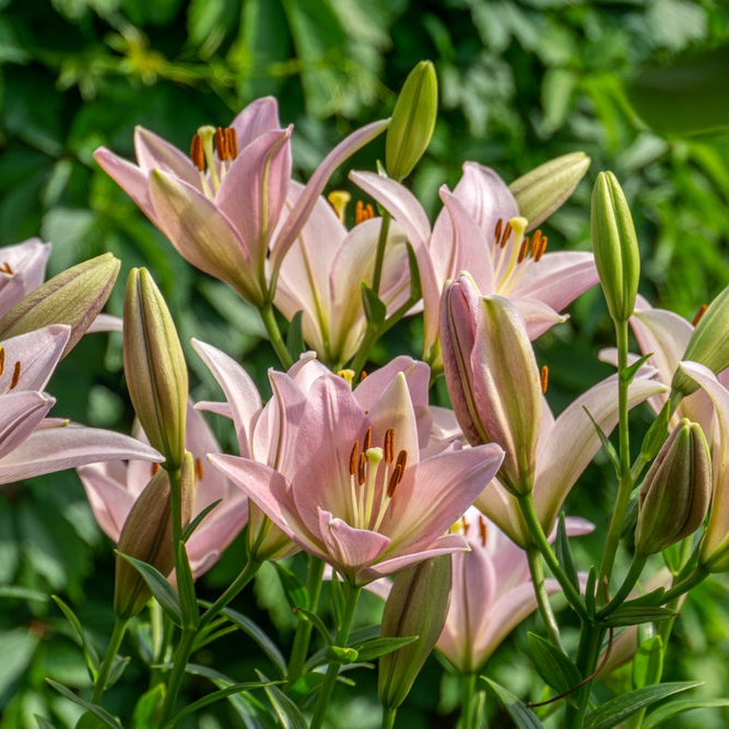 lily RL Azra | Zabo Plant