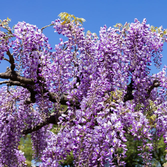 Wisteria sinensis