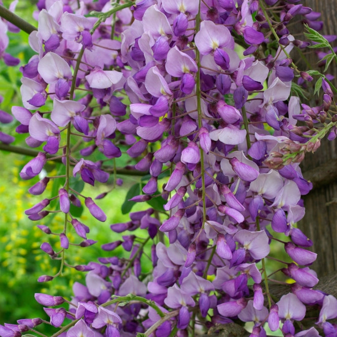 Wisteria x hybrid | Caroline – Addenbrooke
