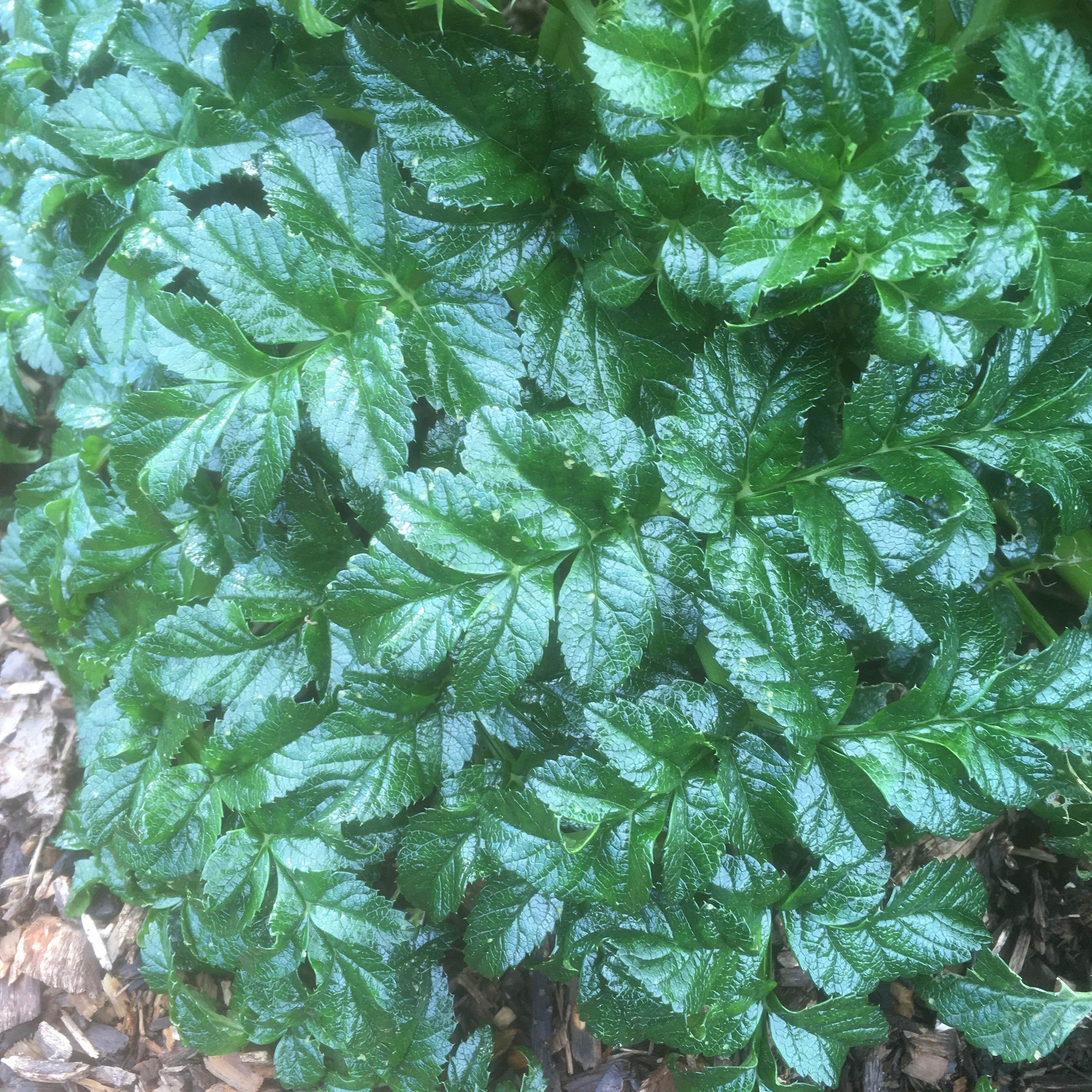 Angelica pachycarpa