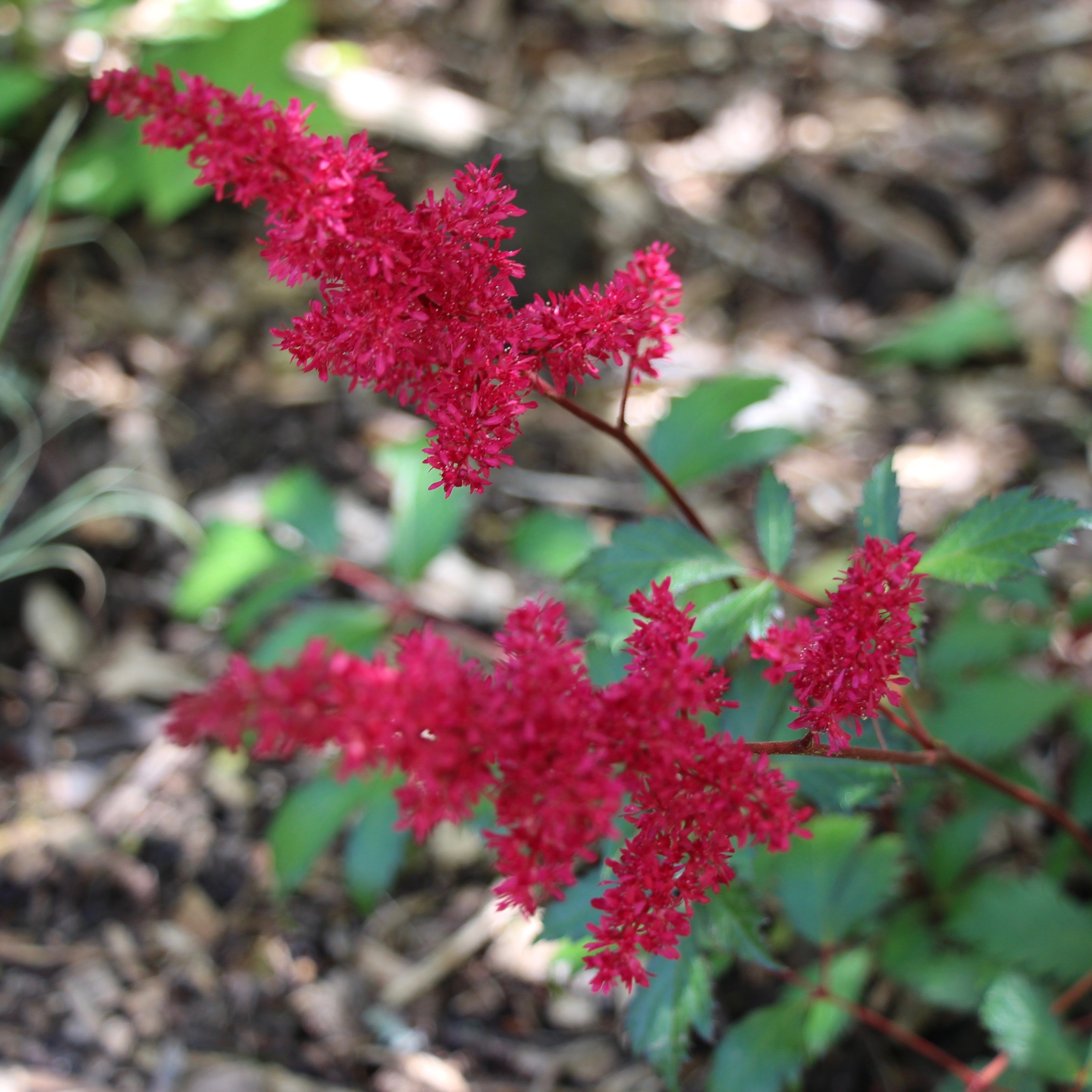 astilbe fanal plant Astilbe x arendsii