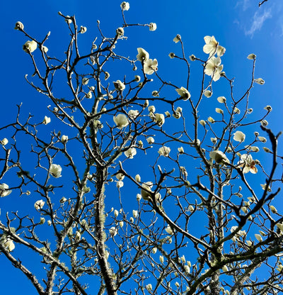 Tales: From The Potting Shed - Issue #4