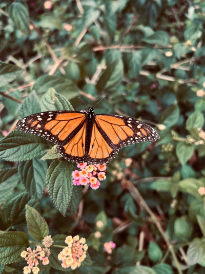 Tales: From The Potting Shed - Issue #7