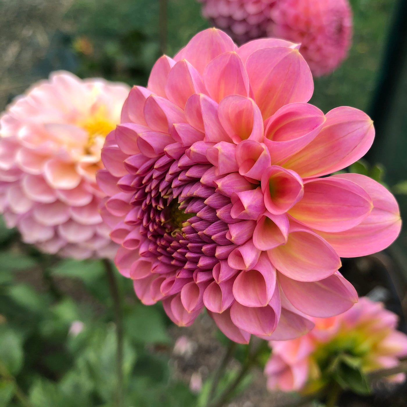 Dahlias