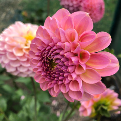 Dahlias
