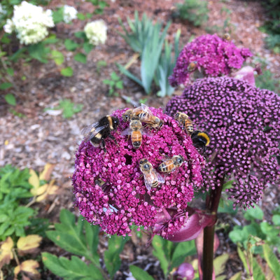 L❤️VE Our Kiwi Bees