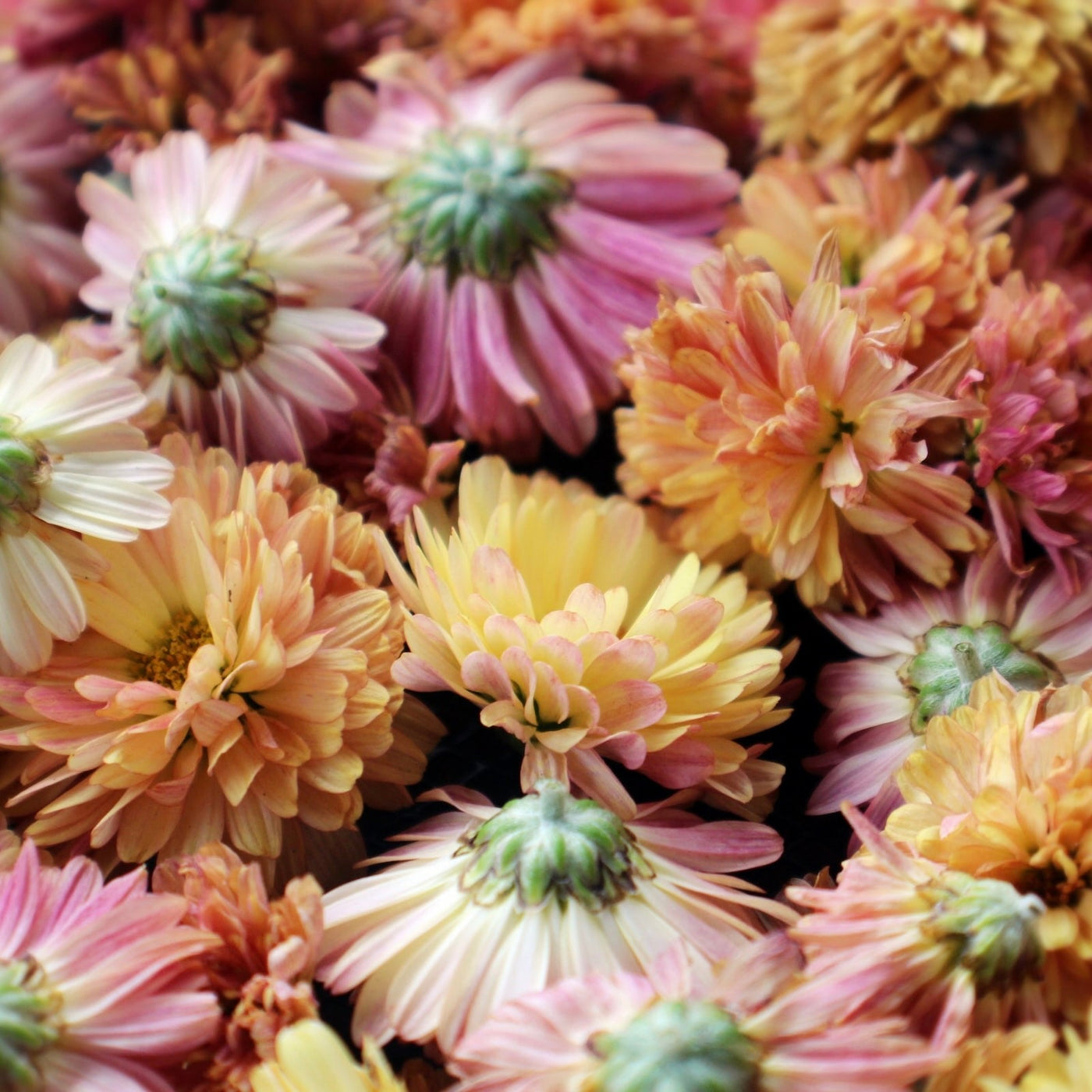 GROWING CHRYSANTHEMUMS