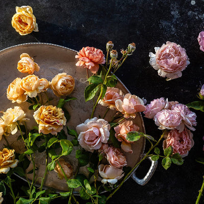 Growing Wonder | Felicia Alvarez