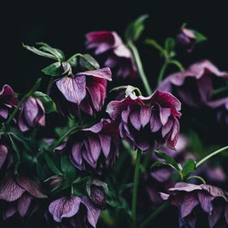 Hellebores