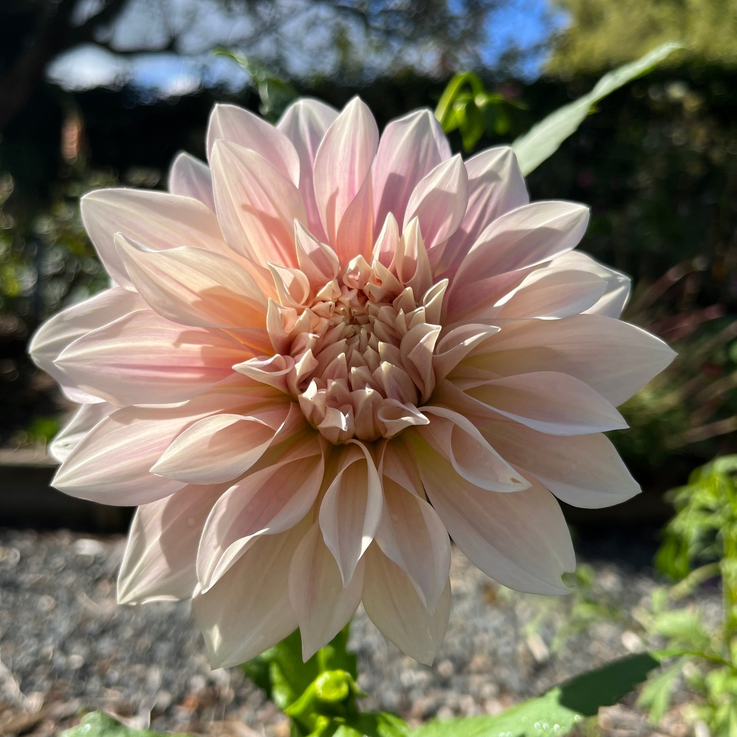 Dahlia Giftware