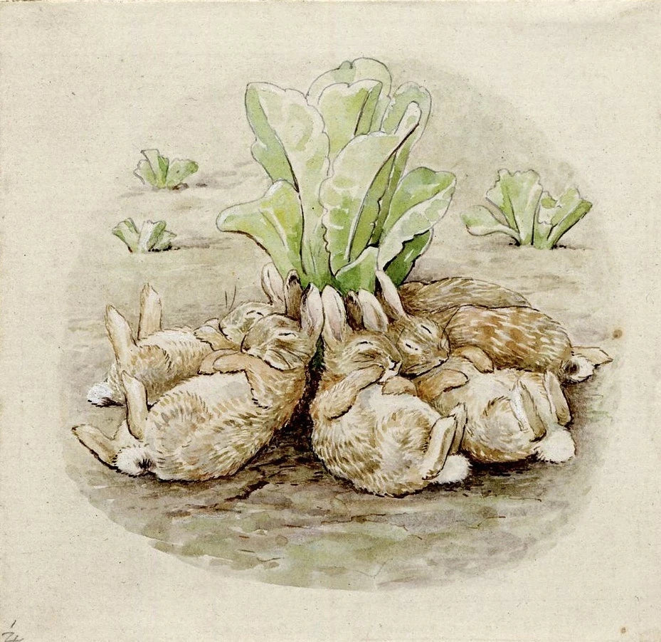 Puriri Lane | easter Collection