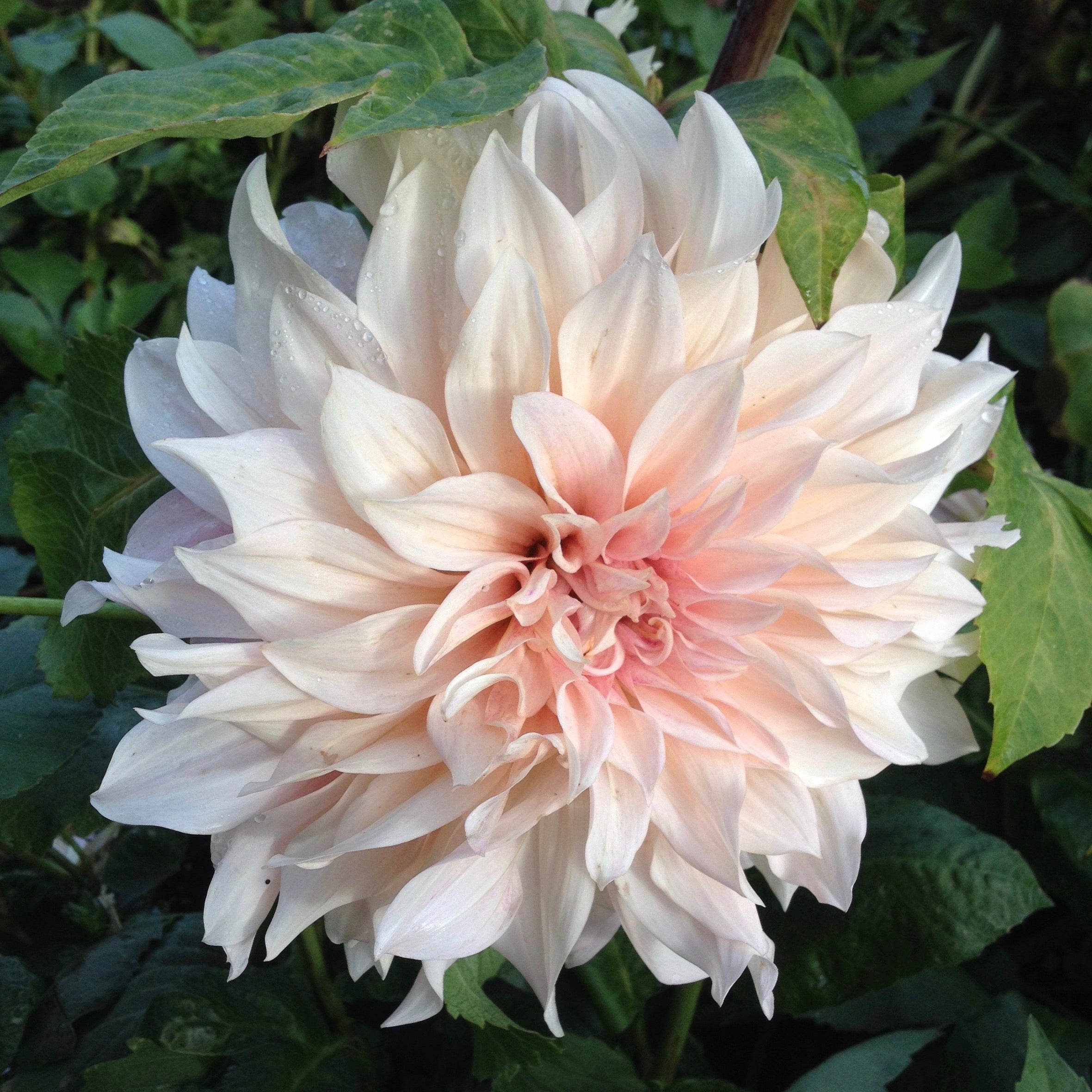 Puriri Lane | Dahlia Cafe au Lait