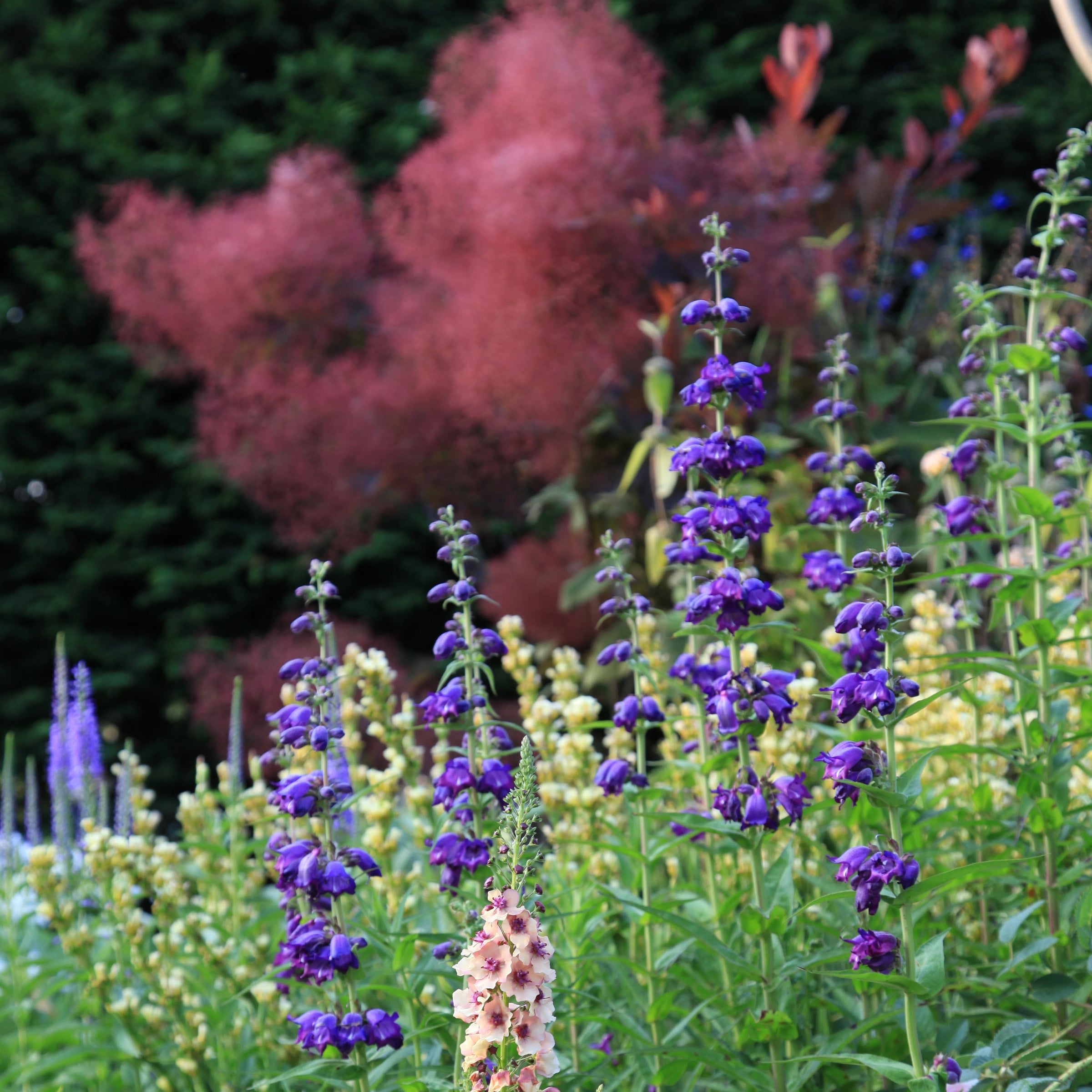 Puriri Lane | Garden & Nursery Open Days