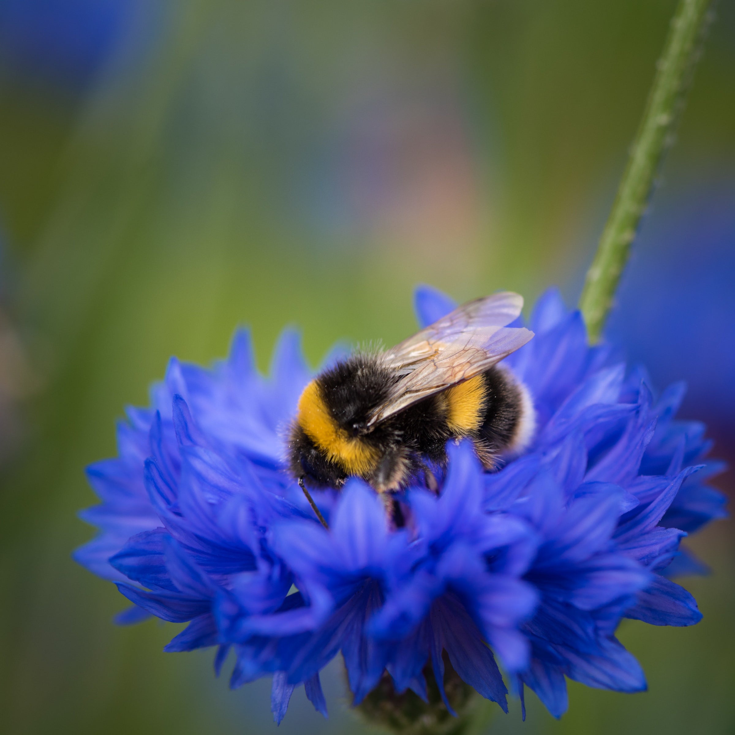 Puriri Lane | Bees Collection