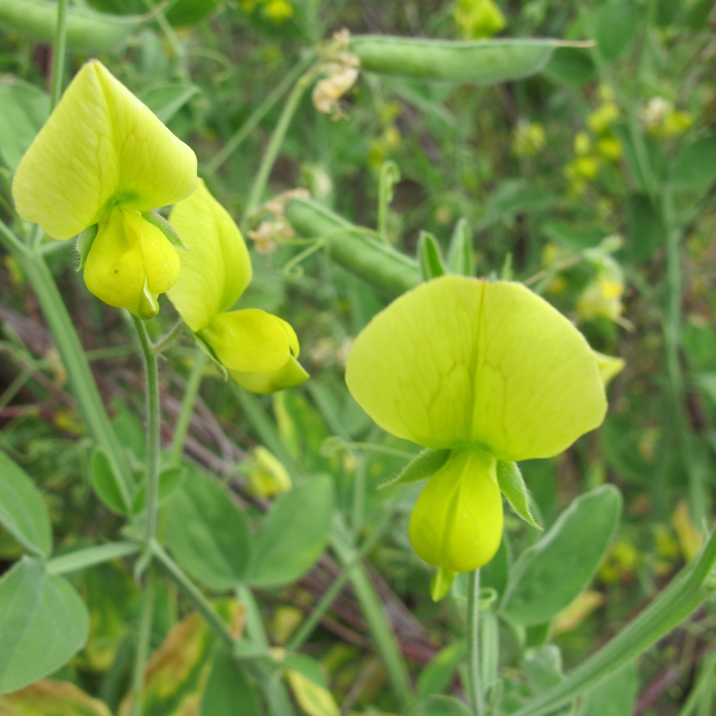 Our Sweet Pea Seed Collection