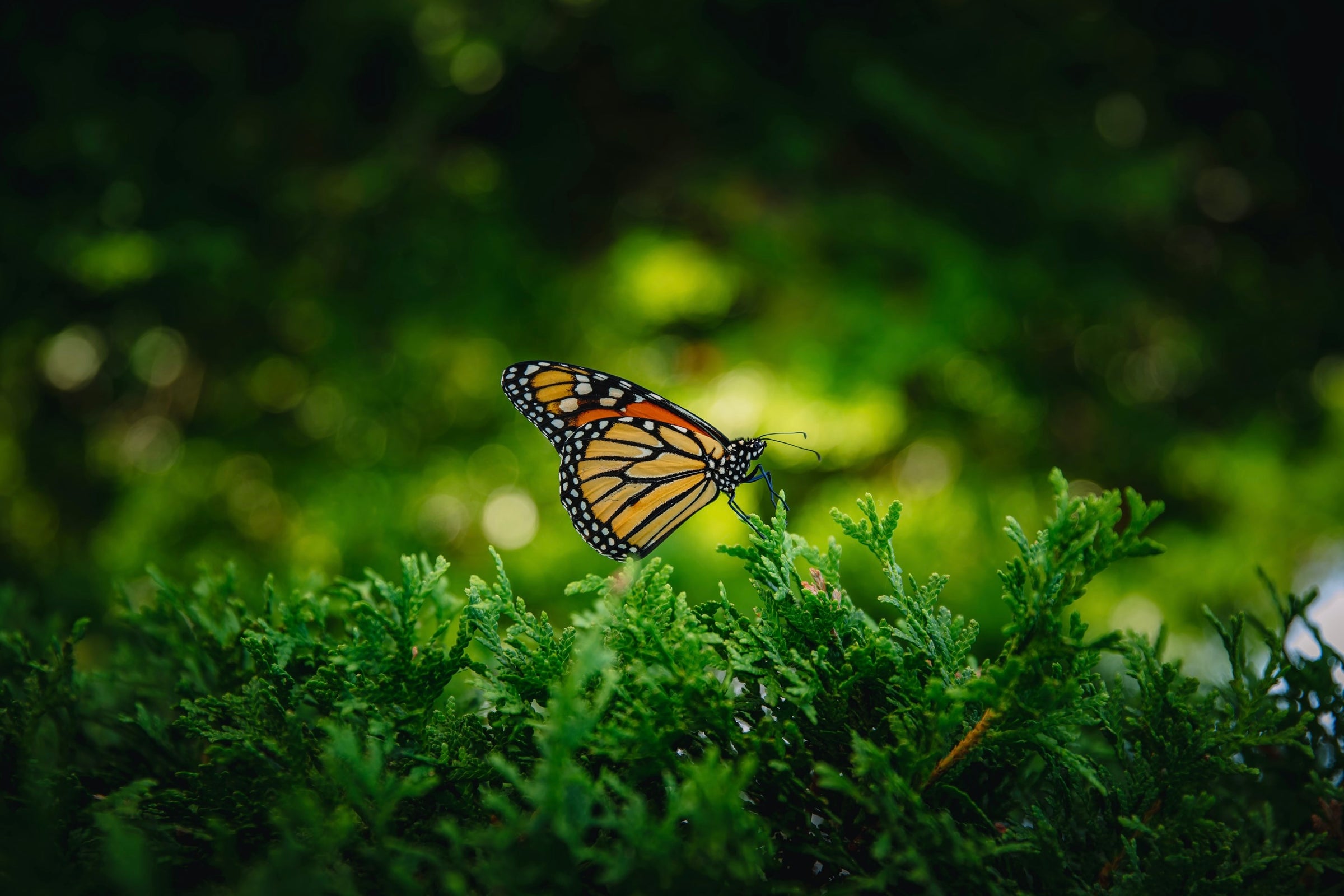 Butterflies