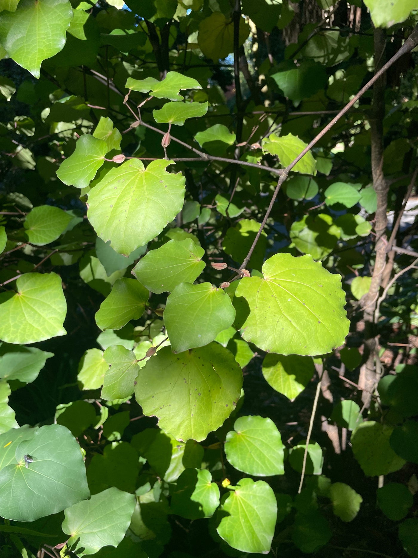 Kawakawa Educational Nature Box | Tree Children
