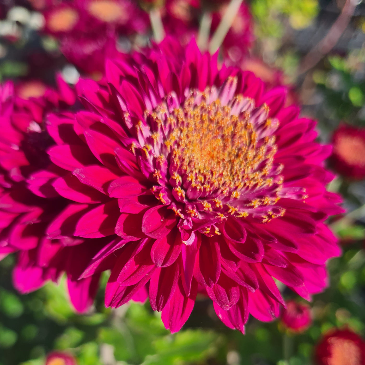 Chrysanthemum | Tom's Memory