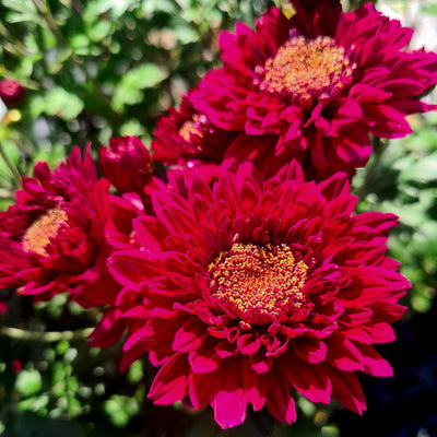 Chrysanthemum | Tom's Memory