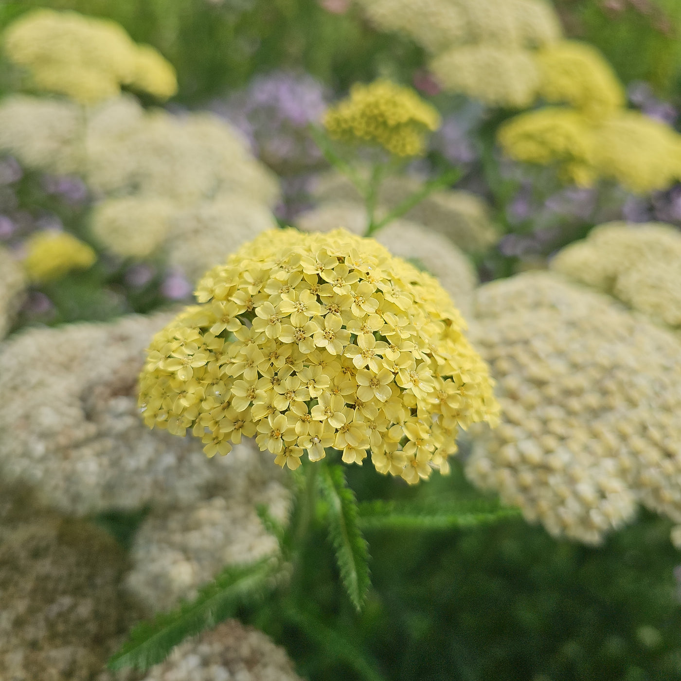 Achillea millefolium | Hella Glashoff