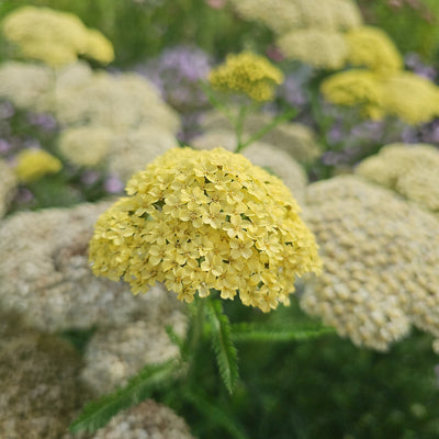 Achillea millefolium | Hella Glashoff