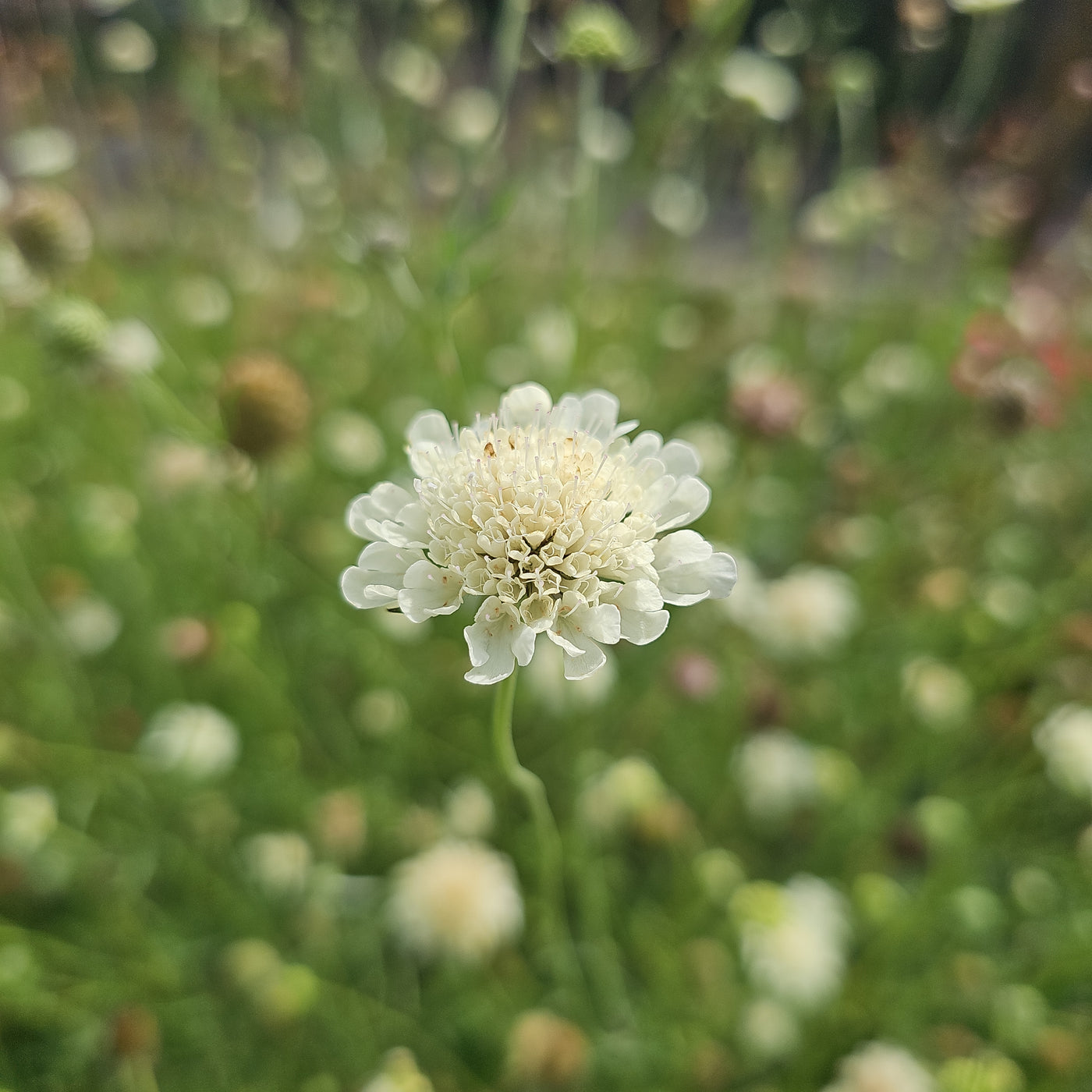 Scabiosa columbaria subsp. ochroleuca