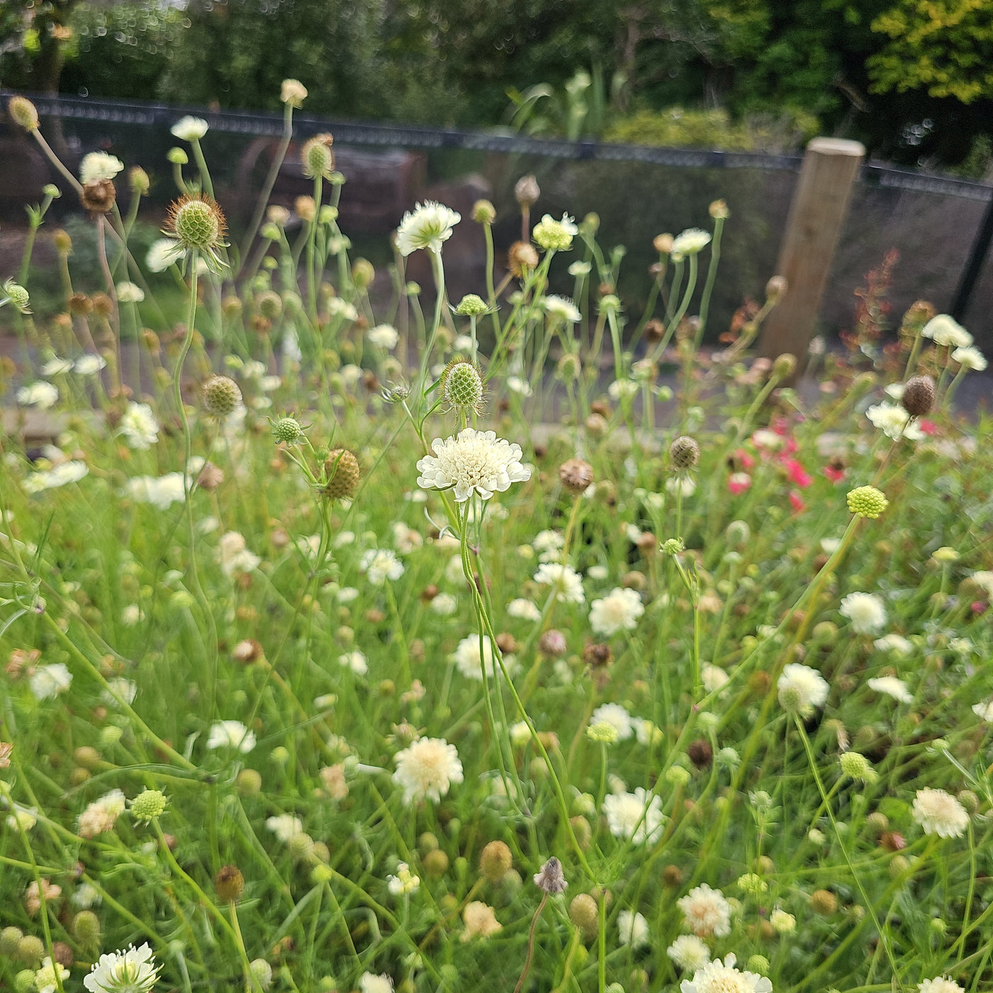 Scabiosa columbaria subsp. ochroleuca