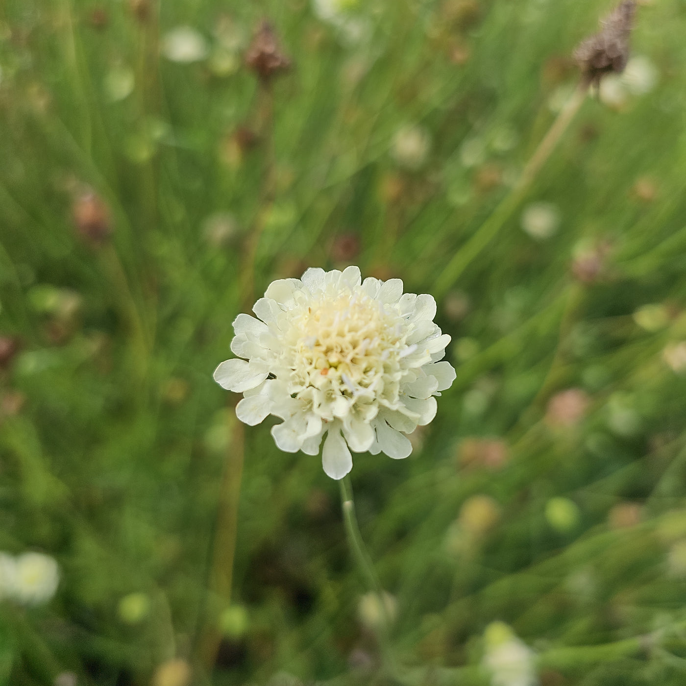 Scabiosa columbaria subsp. ochroleuca