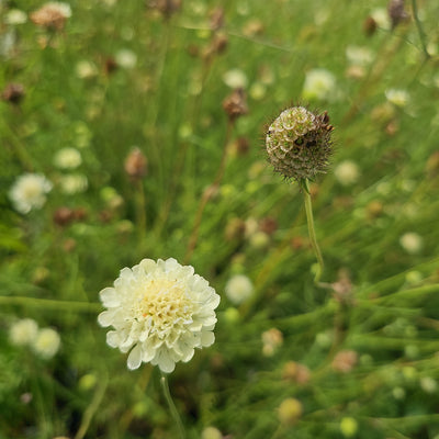 Scabiosa columbaria subsp. ochroleuca