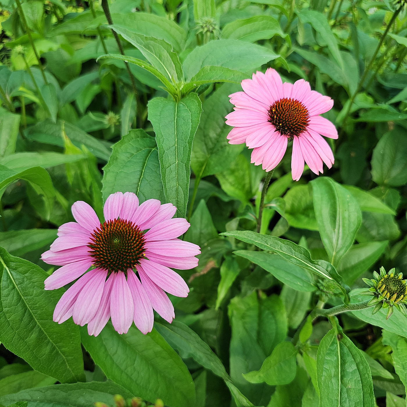 Echinacea purpurea | Prairie Splendor