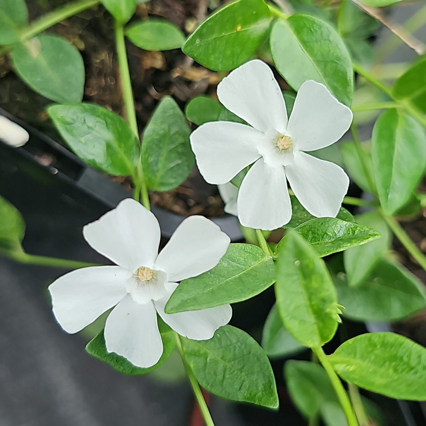 Vinca minor | Gertrude Jekyll