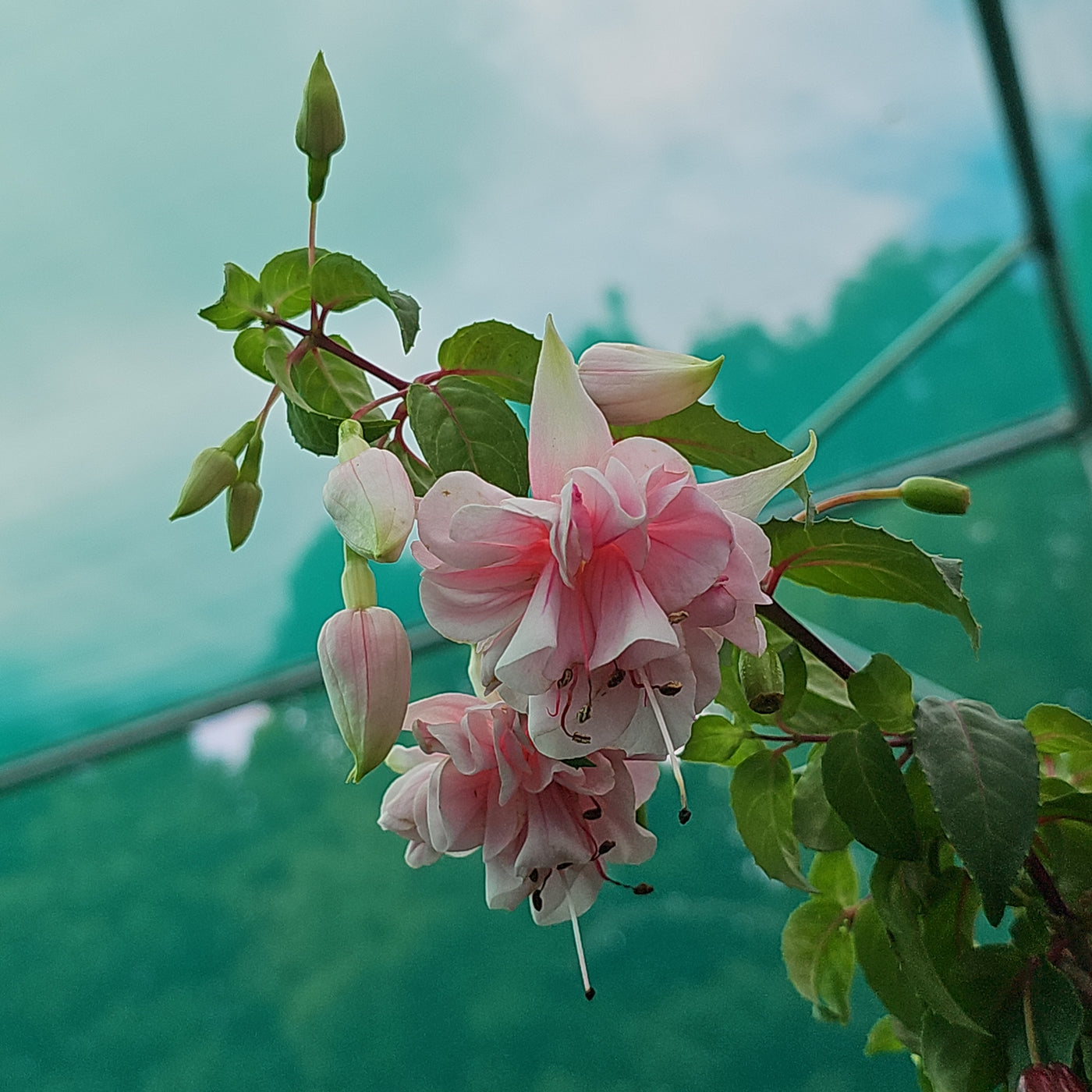 Fuchsia x hybrid | Wendys Trailing