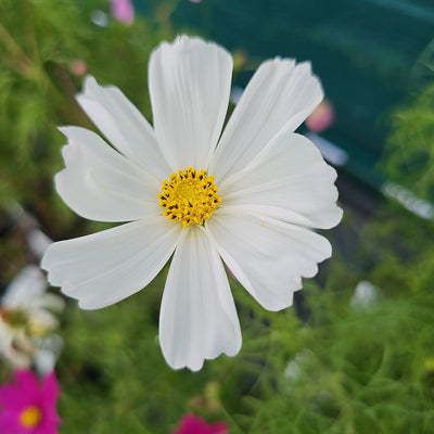 Cosmos bipinnatus | Sonata White
