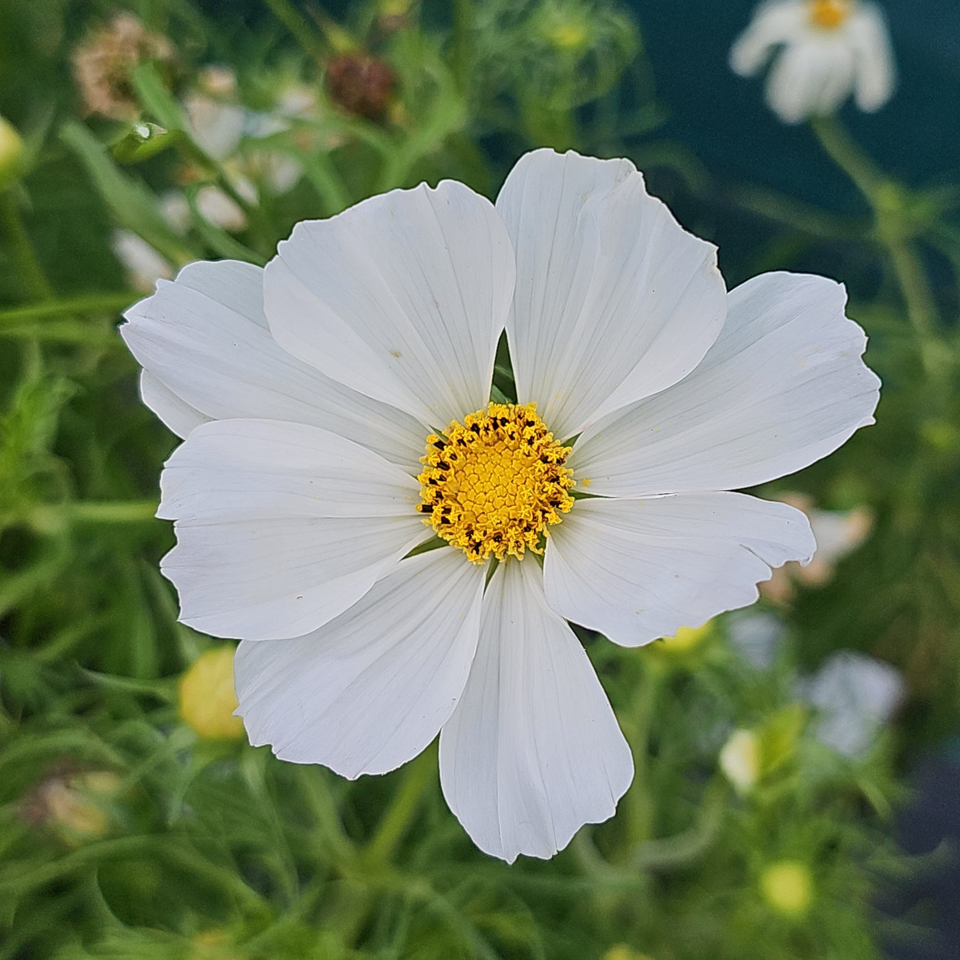Cosmos bipinnatus | Sonata White