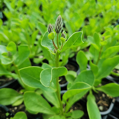 Ptilotus exaltatus | Matilda