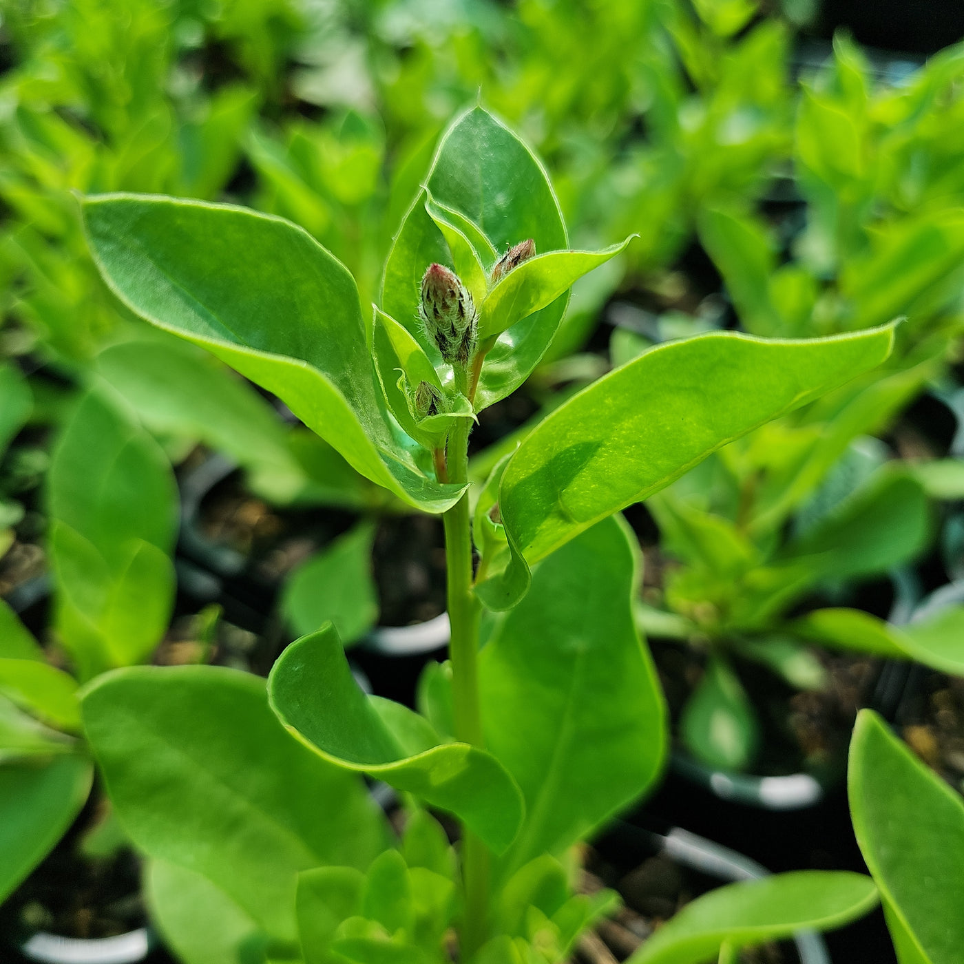 Ptilotus exaltatus | Matilda