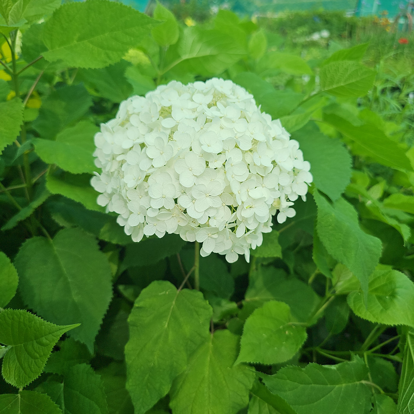 Hydrangea aborescens | Annabelle