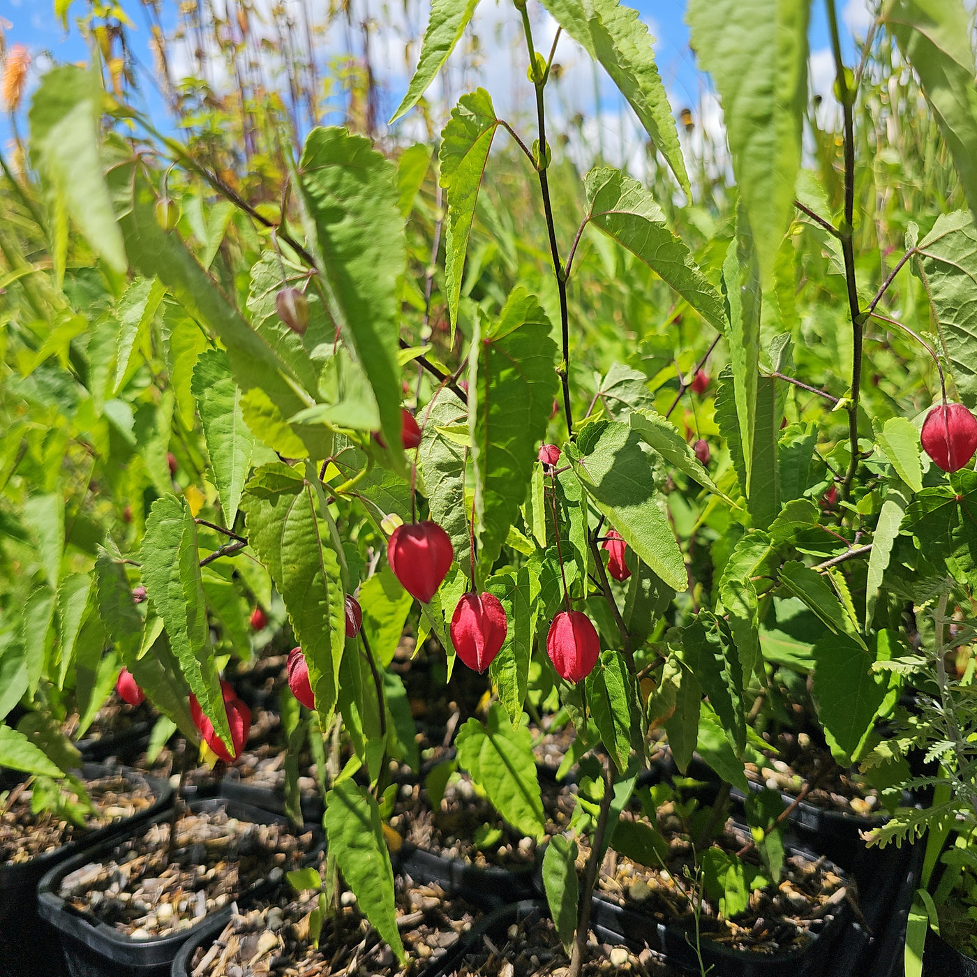 Abutilon x hybrid | Kentish Belle