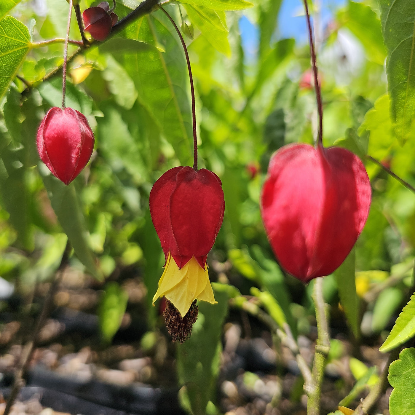 Abutilon x hybrid | Kentish Belle