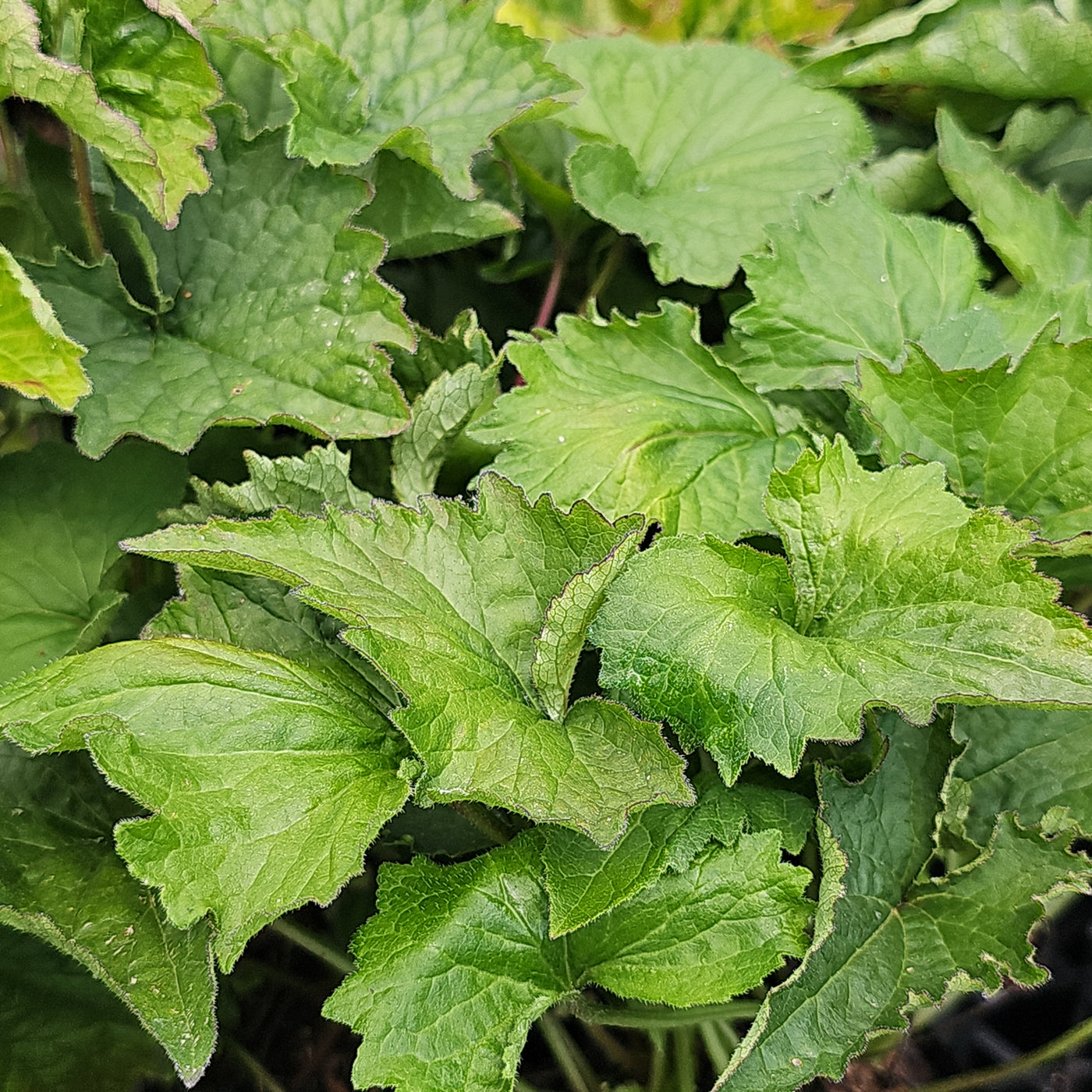 Campanula trachelium