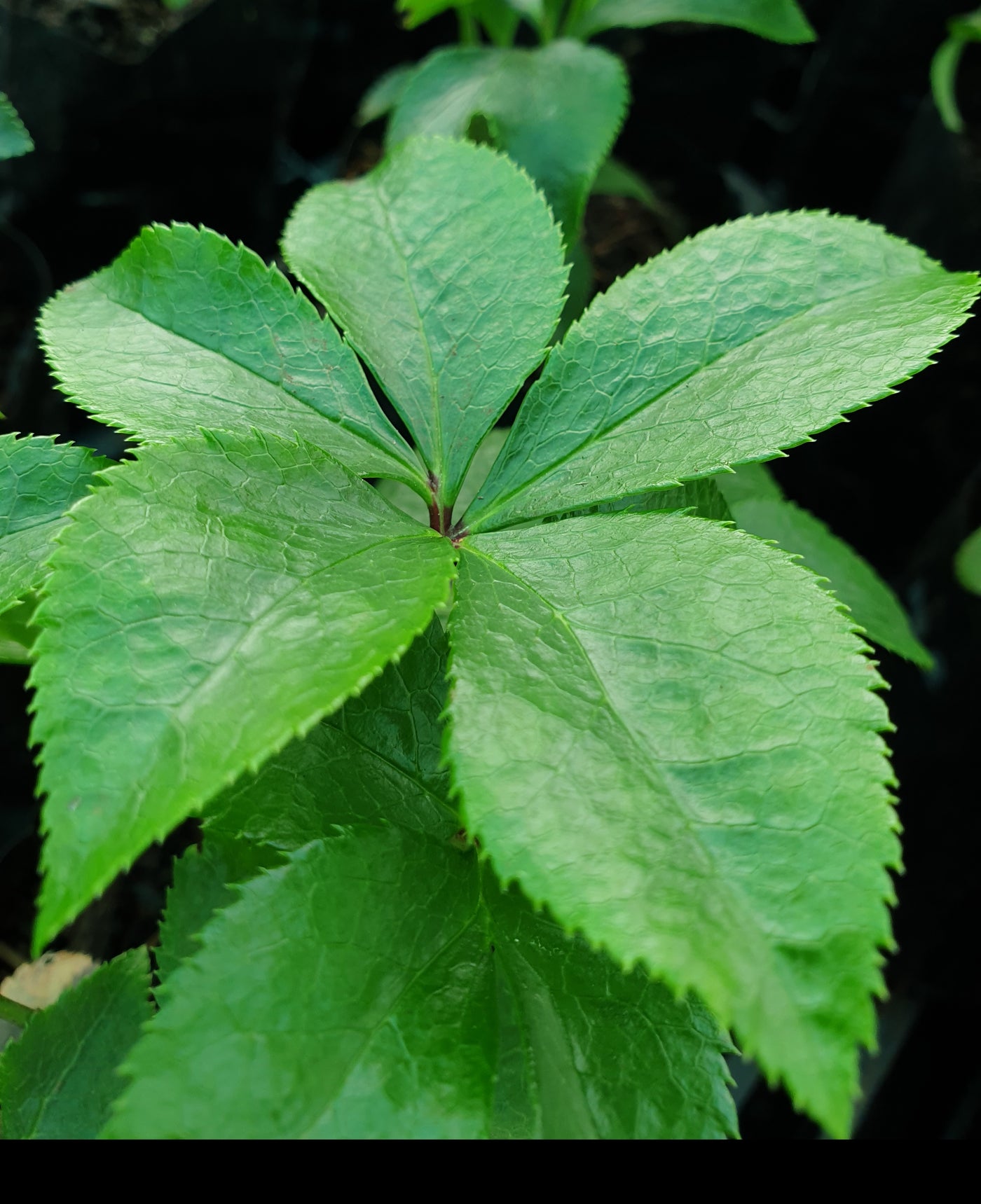 Helleborus English Thoroughbred Series | Hellebore | Winter Rose