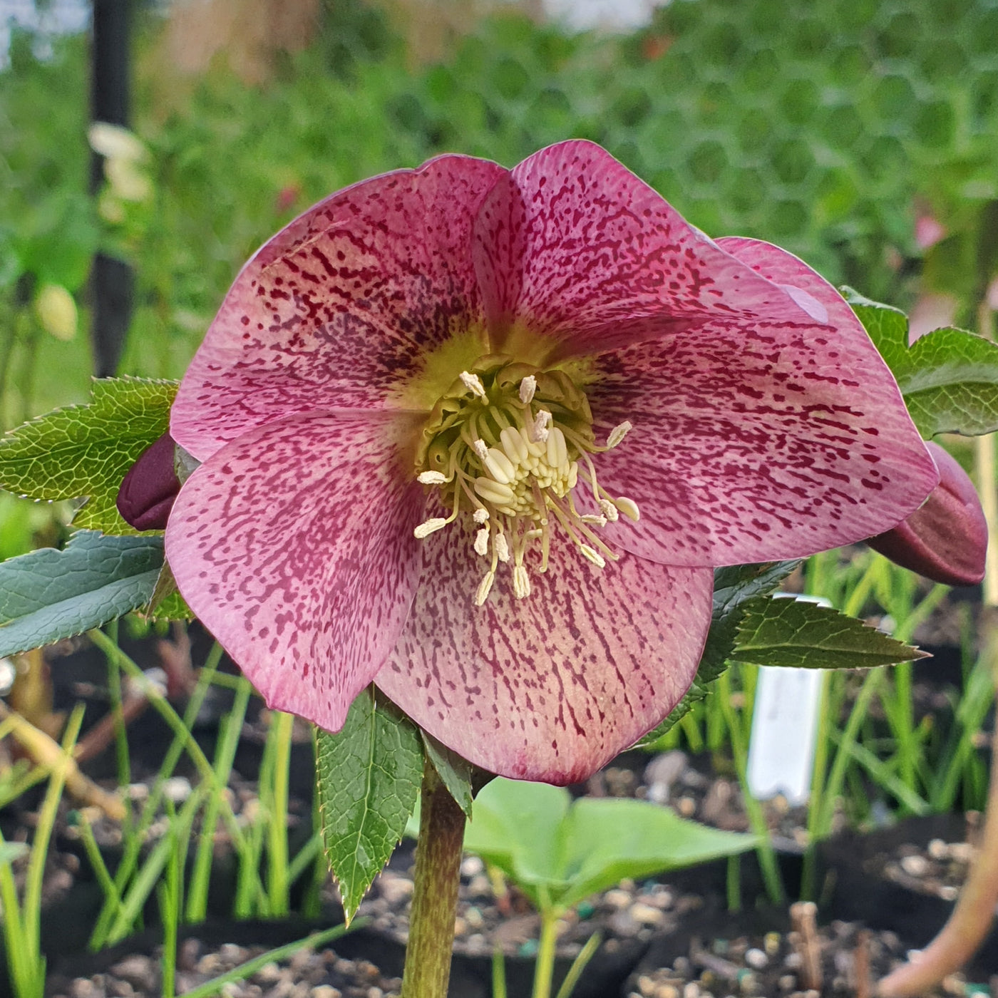 Helleborus English Thoroughbred Series | Hellebore | Winter Rose